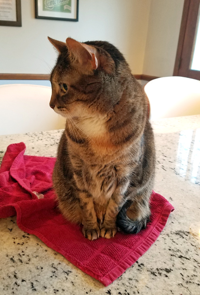 image of Sophie the Torbie Cat sitting on a red hand towel on the kitchen island