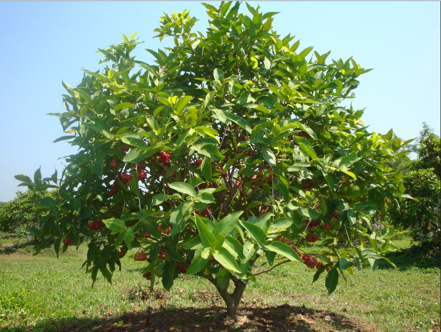 EKOGEO: JAMBU : BUAH DENGAN KANDUNGAN VITAMIN C