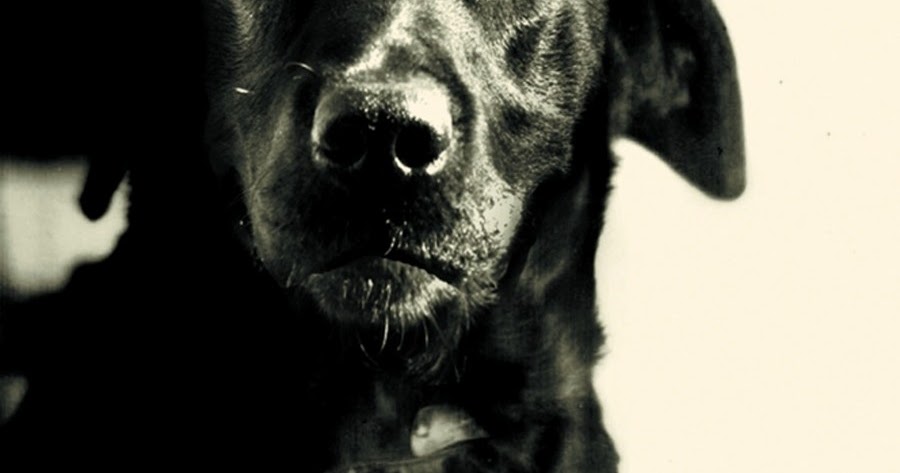 Are Cat And Dog Years The Same Are Cat And Dog Years The Same