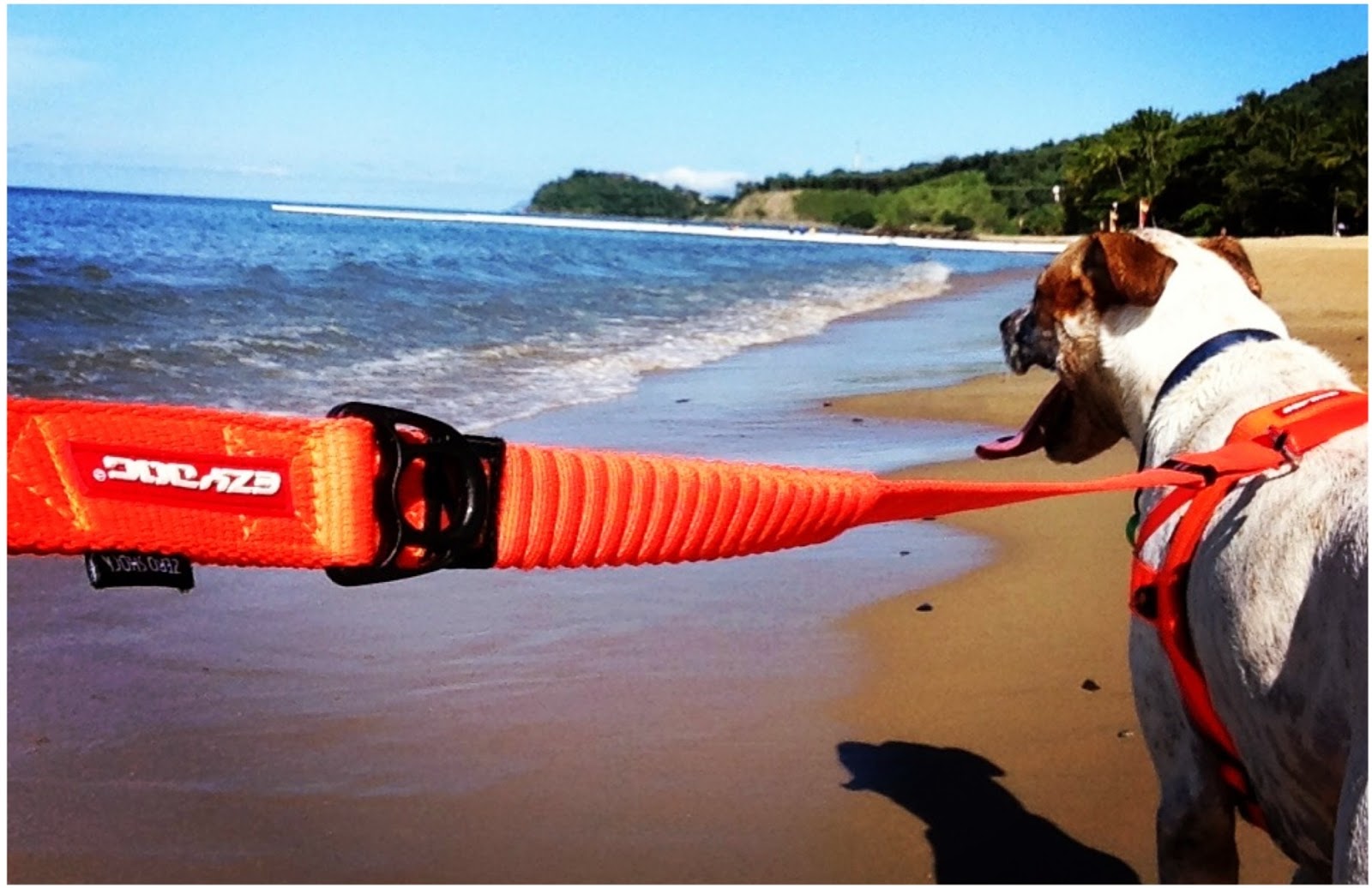 Ezydog Köpek Tasmaları