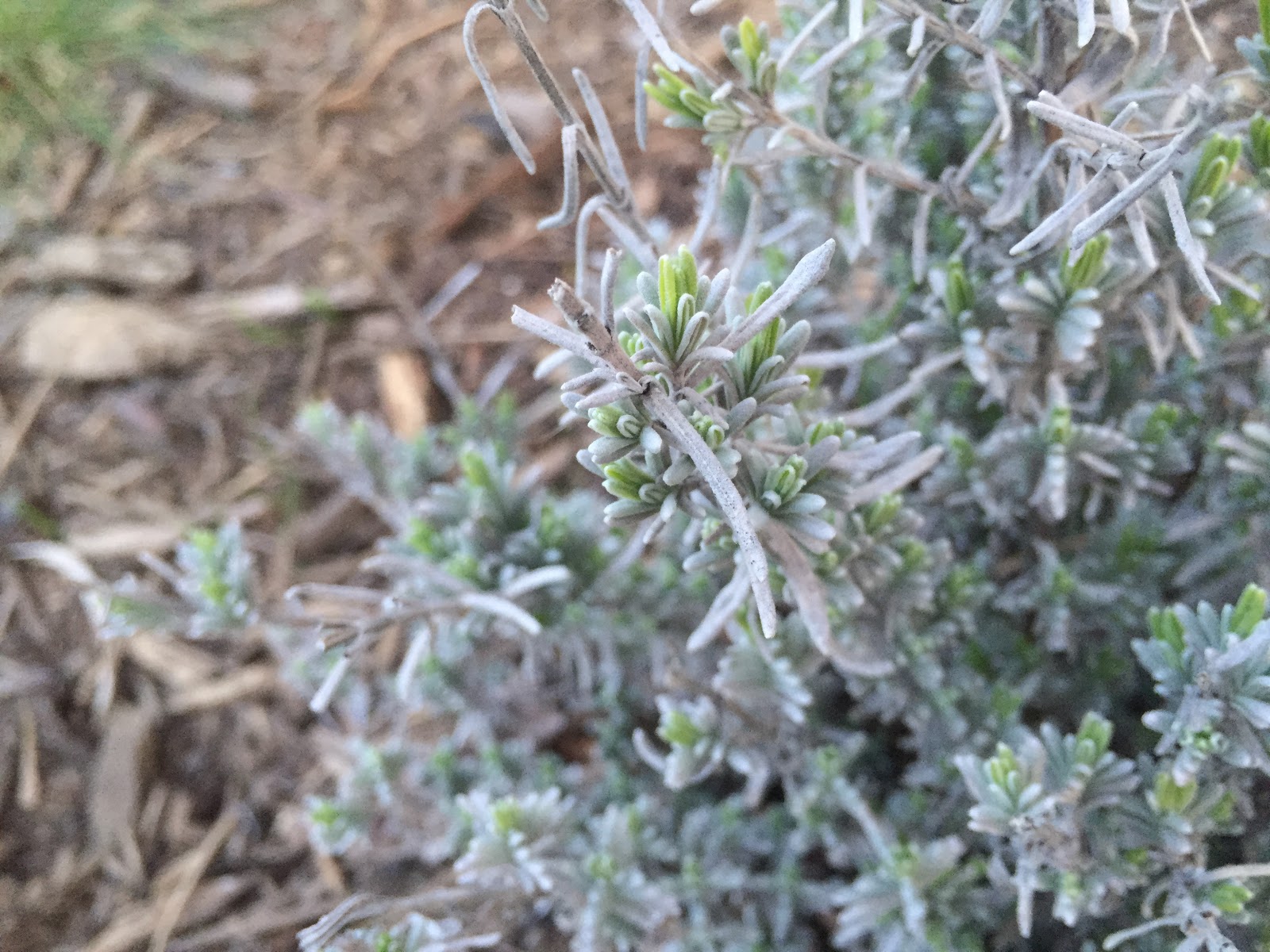 Plant Inventory At 20 Timothy Chamaecyparis Lawsoniana