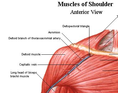 Shoulder Muscle Group 58