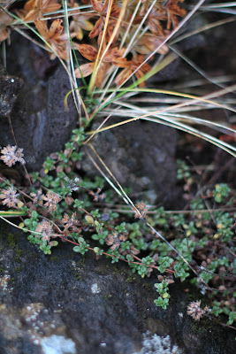 Wild Thyme (Thymus praecox subsp. articus) in Kerið Volcano Crater