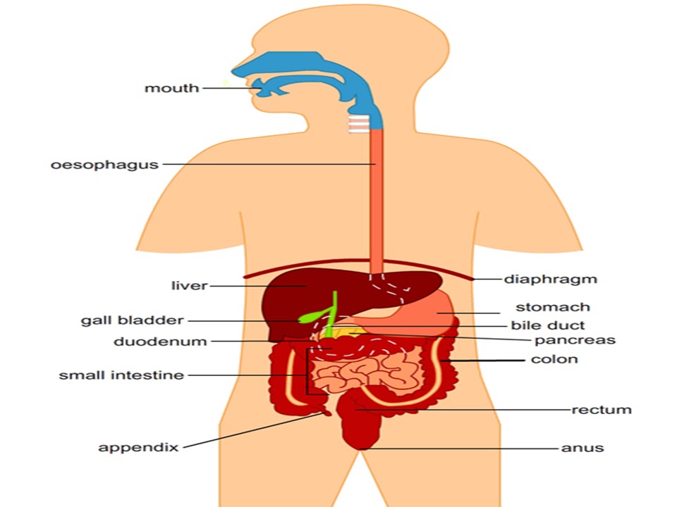 Digestive System Mouth Function 93