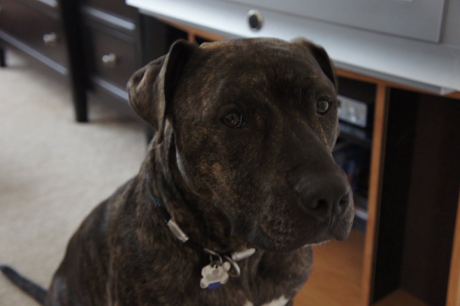 A Dog Named Hank handsome hank