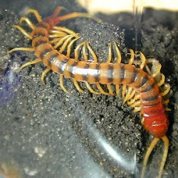 centipede centipedes many feet much hundred legs millipede facts word meaning implies isn millipedes