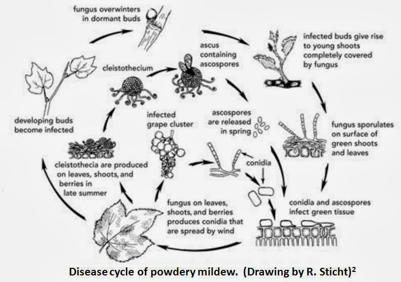 Powdery Mildew Of Grapes Disease Cycle Powdery mildew spores are