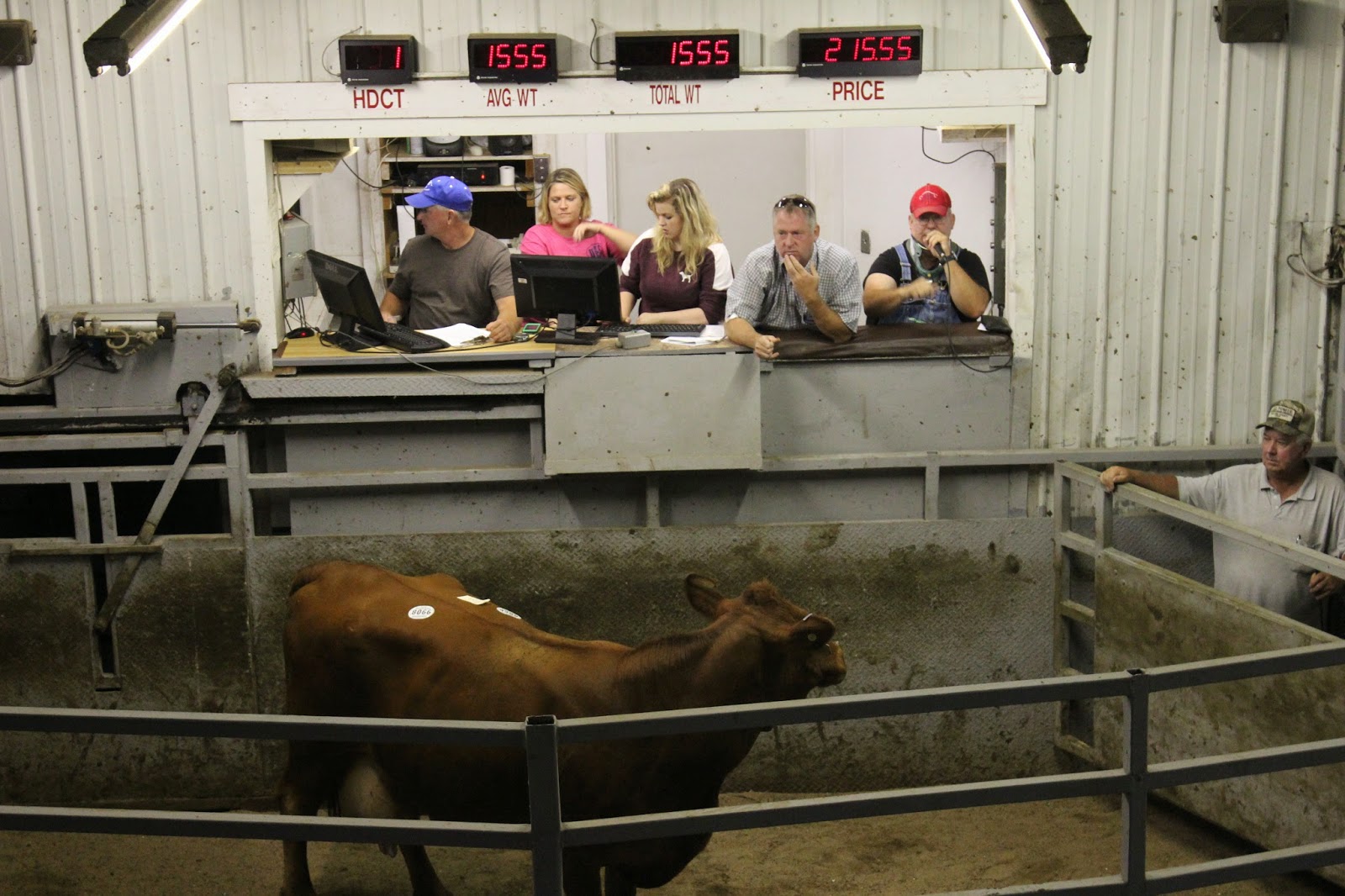 Snug Harbor Bay Livingston Livestock Auction