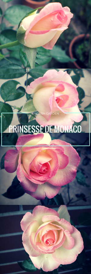 プリンセス ドゥ モナコ