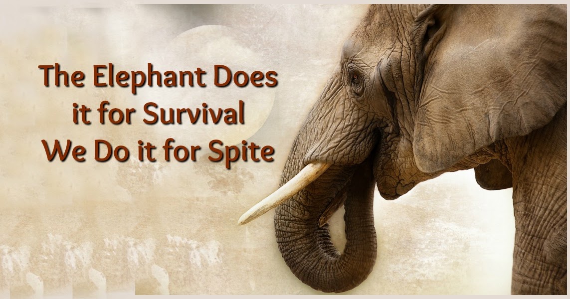 Bible Love Notes Facts Elephants & Grudgeholding