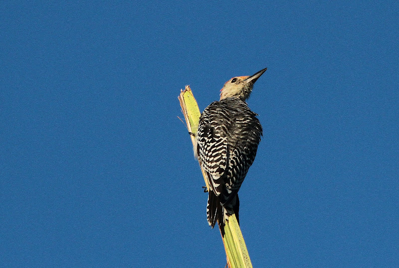 Nuestro bello mundo... Birds of Florida, Aves de Florida, Estados