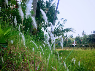 View Of Wild Grass Flowers In The Farm Fields At Ringdikit Village, North Bali, Indonesia