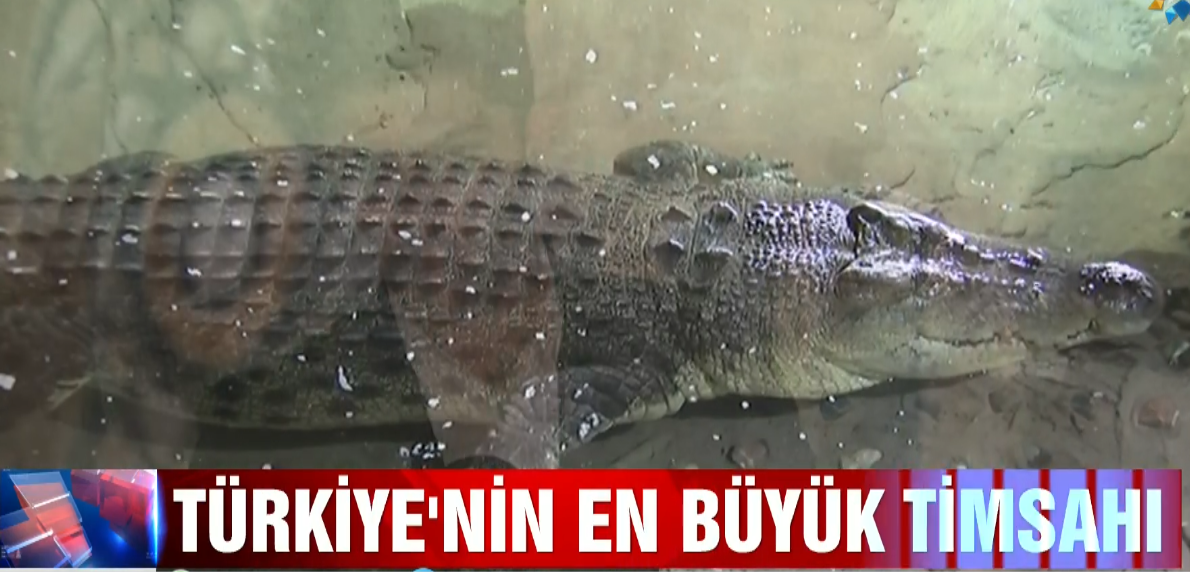 Turkiyenin En Buyuk Timsahi Istanbul Da Sualti Hayvanat Bahcesinde Video Blogunuz