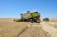 Harvesting barley 2013 with Claas Lexion