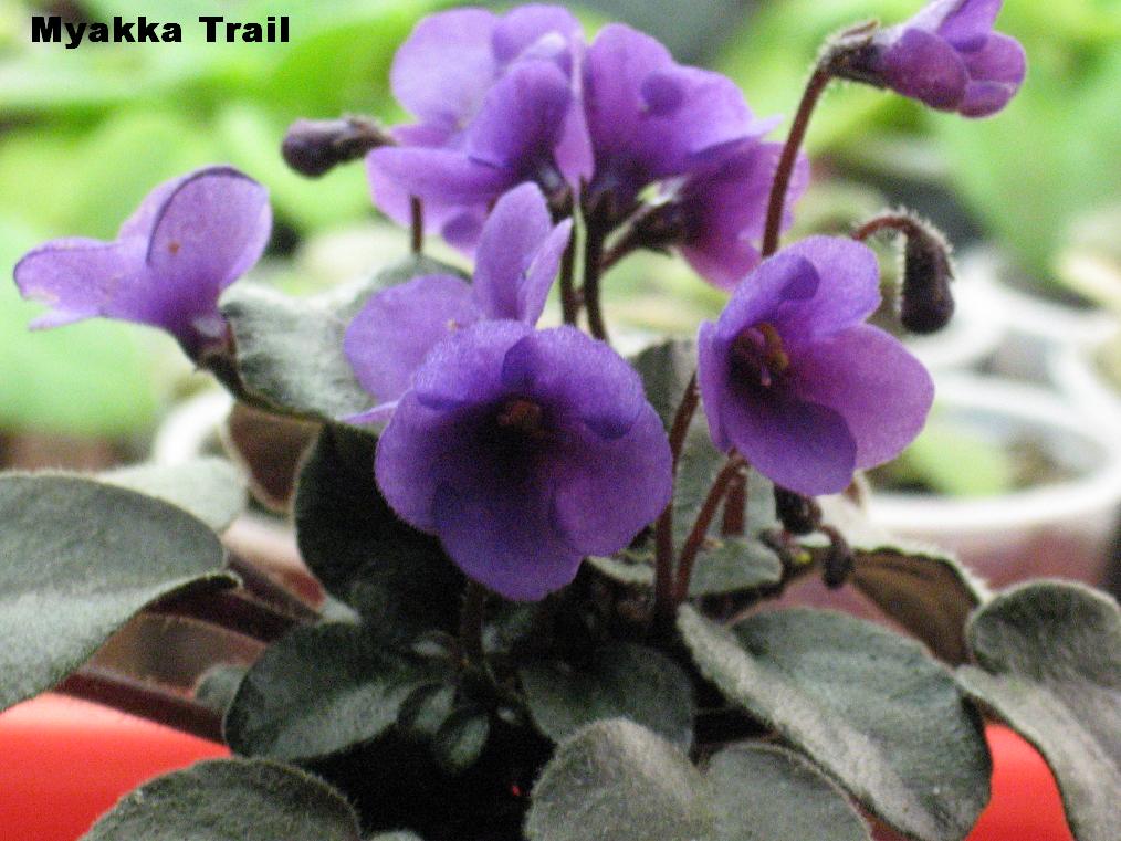 Shanti's African violets