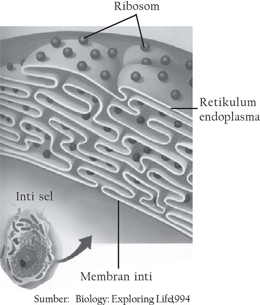 Penjelasan Lengkap Mengenai Sel