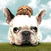 Pets that get along with dogs