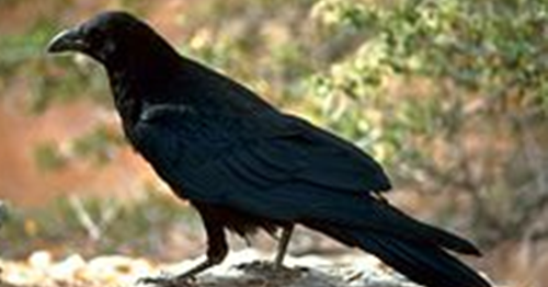 13 Tafsir Mimpi Menangkap Burung Gagak Menurut Erek Erek 2D 3D 4D