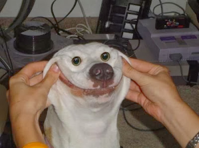 Funny Animals: Dog smiles