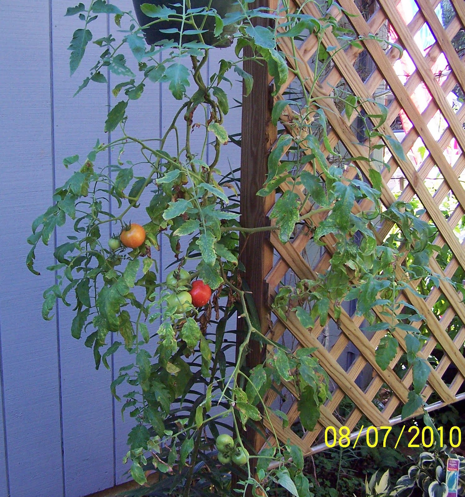 Jean the Plant Lady Hanging Tomatoes