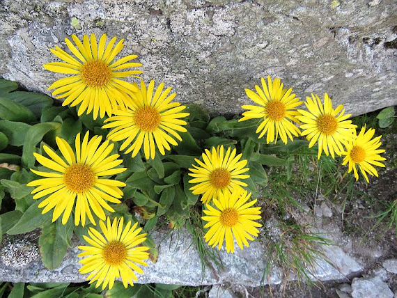 Omieg kozłowiec (Doronicum clusii (All.) Tausch) omieg
