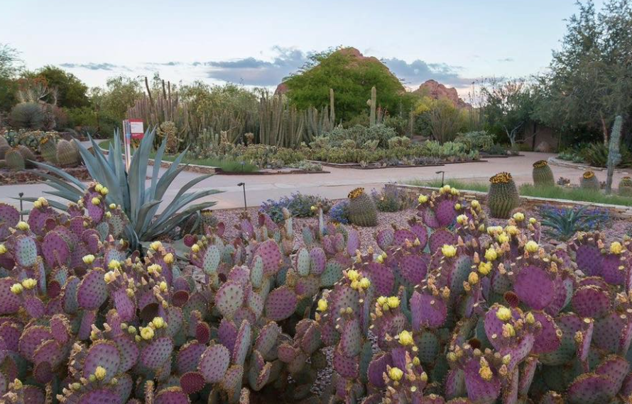Arizona Families FREE Admission to the Desert Botanical Garden Phoenix {6/13/17}