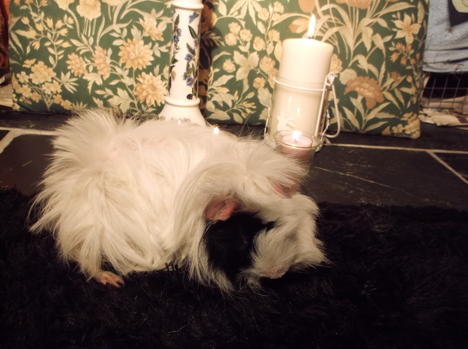 Undercover Guinea Pigs Candle Lighting 2018