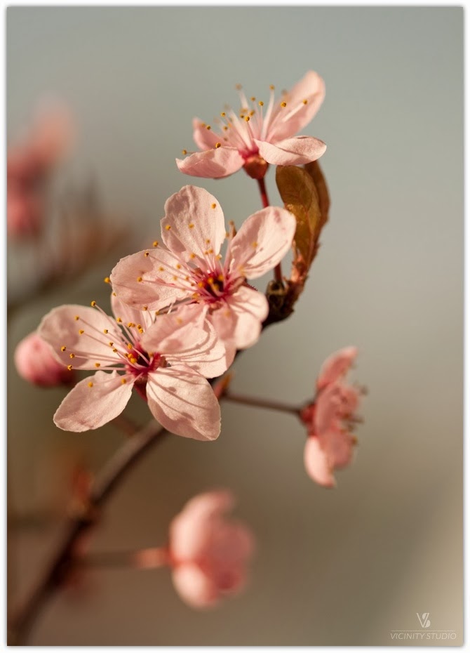 Delicate Cherry Blossoms