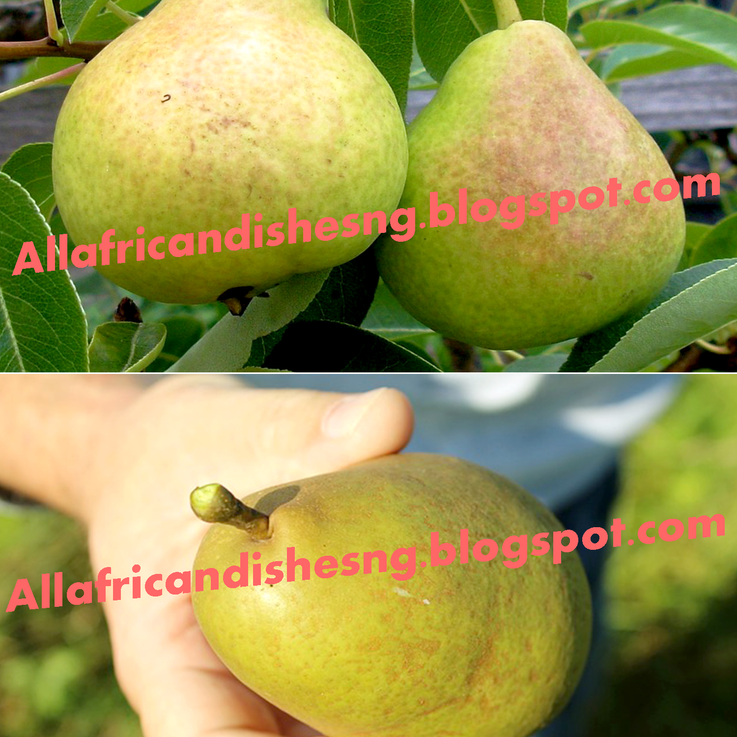 ALL AFRICAN DISHES FRUIT CARE (PEAR FRUIT)
