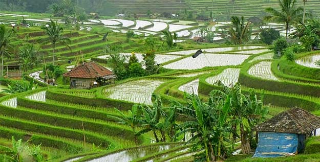 Pupuan Rice Terrace Bali