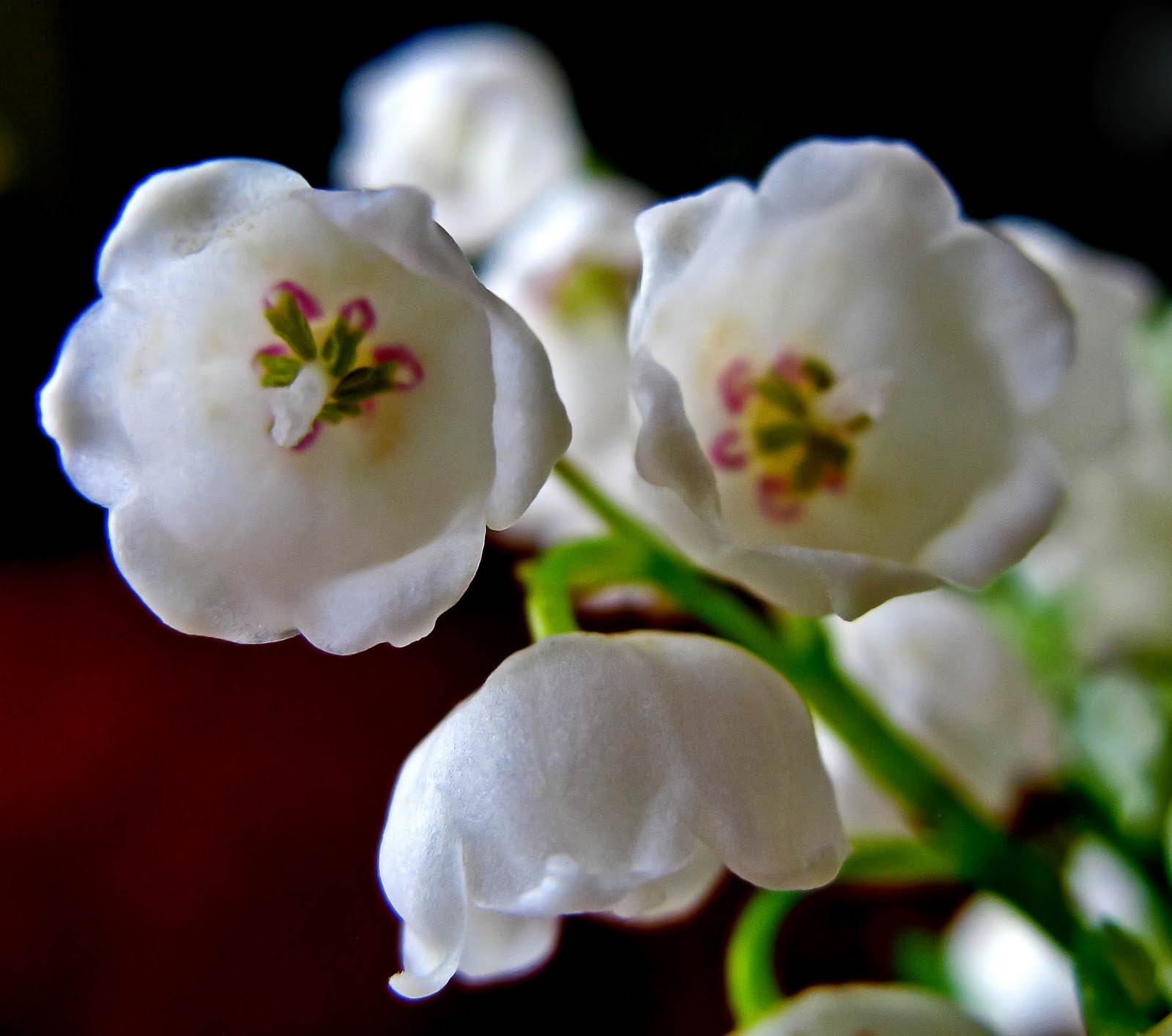 Images of Lily of the valley JapaneseClass.jp
