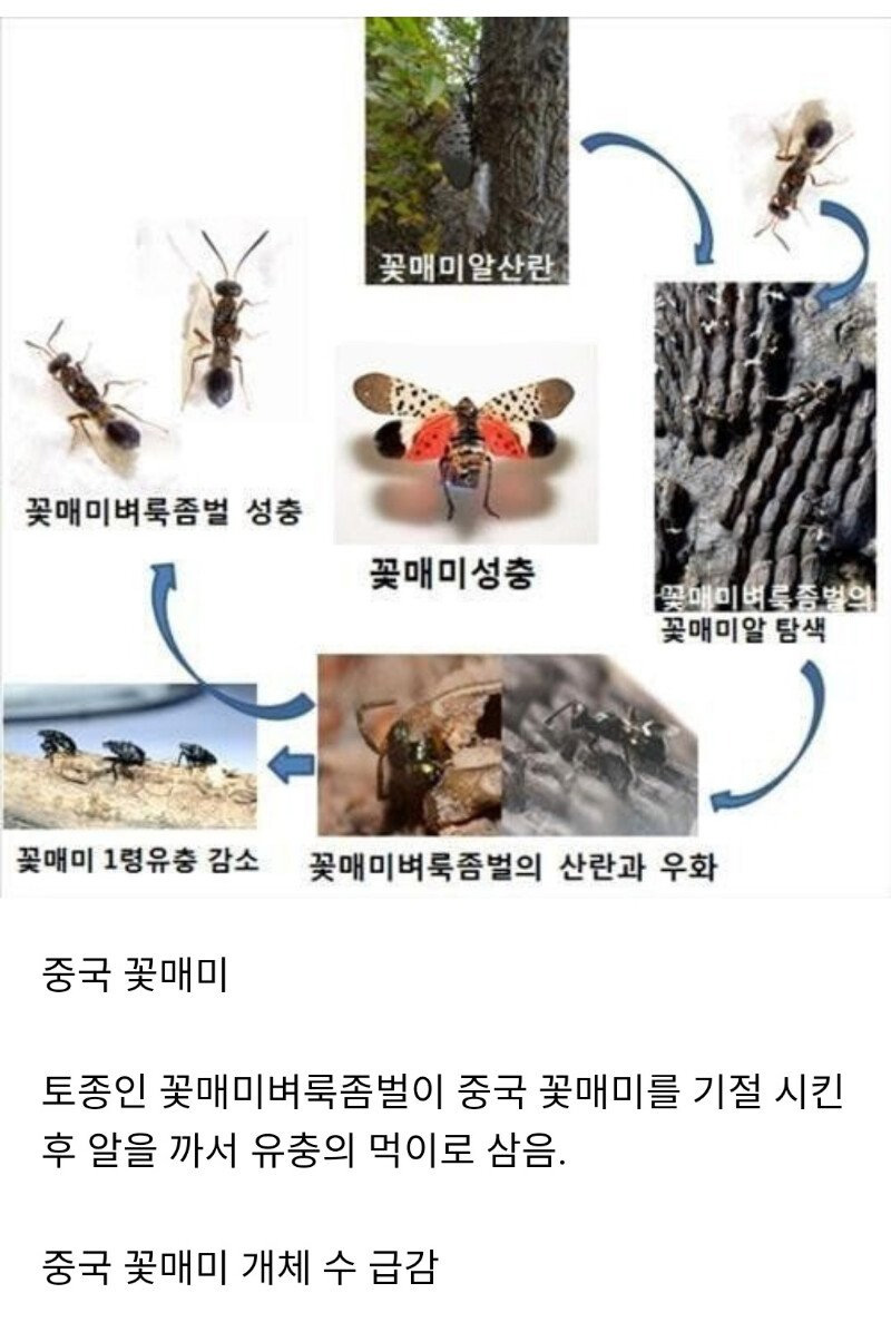 어설픈 놈들은 살아남을 수 없는 헬반도