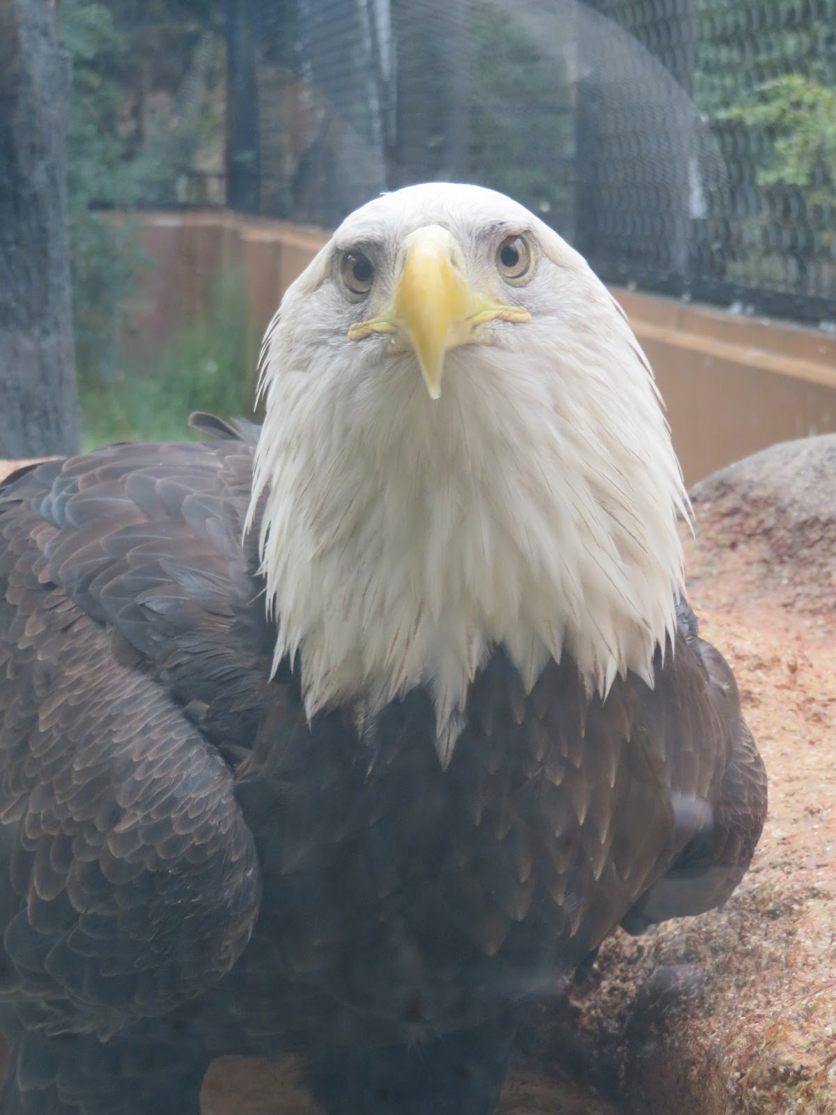 東山動物園 アメリカゾーン Miuの動物ブログ