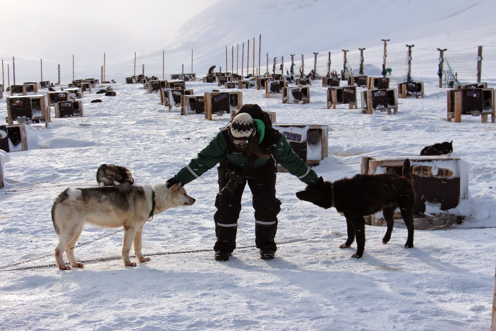 O apelo do Árctico - Correndo em TRENÓ DE CÃES em Svalbard | Noruega