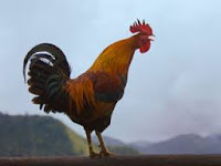MADRUGAR imagen de un gallo