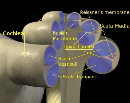 Science & Medicine: Spiral Lamina