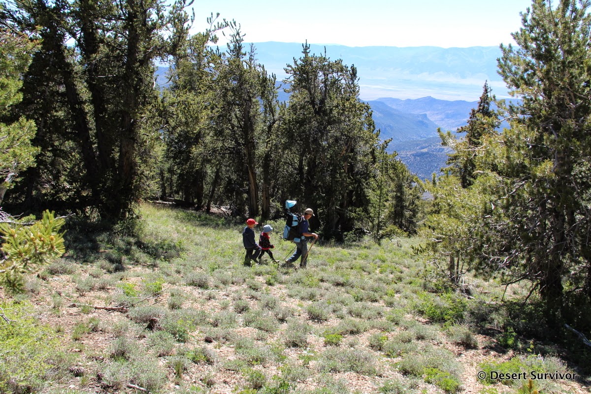 Desert Survivor Hiking up Mount Moriah in the North Snake Range, Nevada