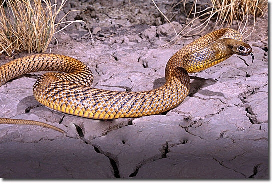 Cobra - Taipan do interior (Oxyuranus microlepidotus)