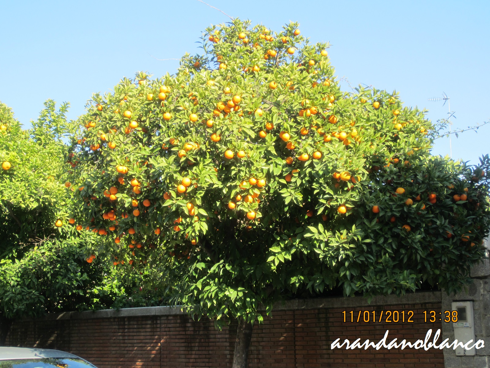 Plataforma Ciudadana Parques y Jardines Sevilla Podas salvajes a los