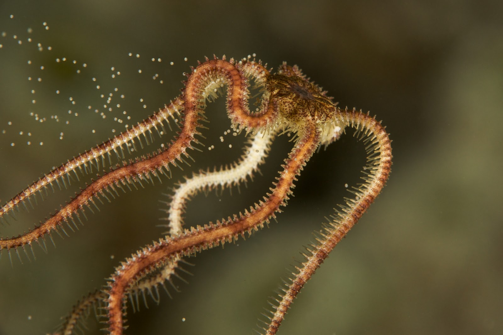 the surly diver Bonaire Diving Guide