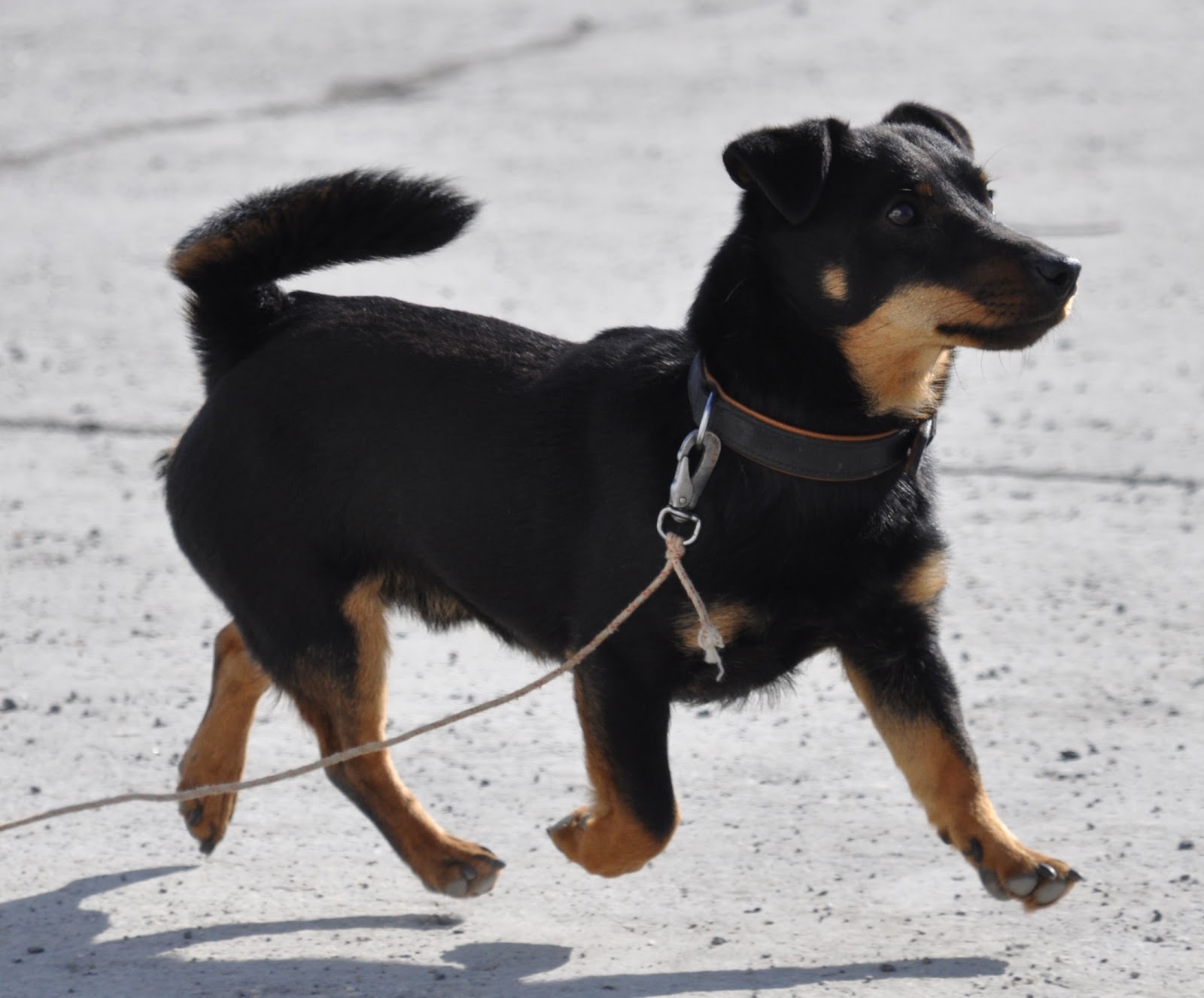 Endangered Dogs Uk Endangered Dogs Uk
