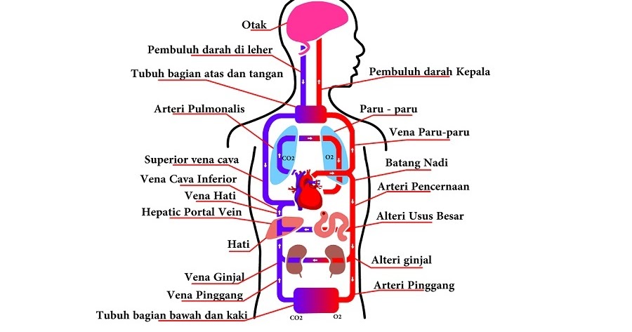Sistem Peredaran Darah Manusia Perpustakaan Ilmu Pengetahuan