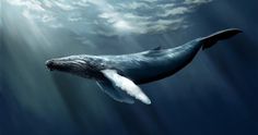 blue whale images