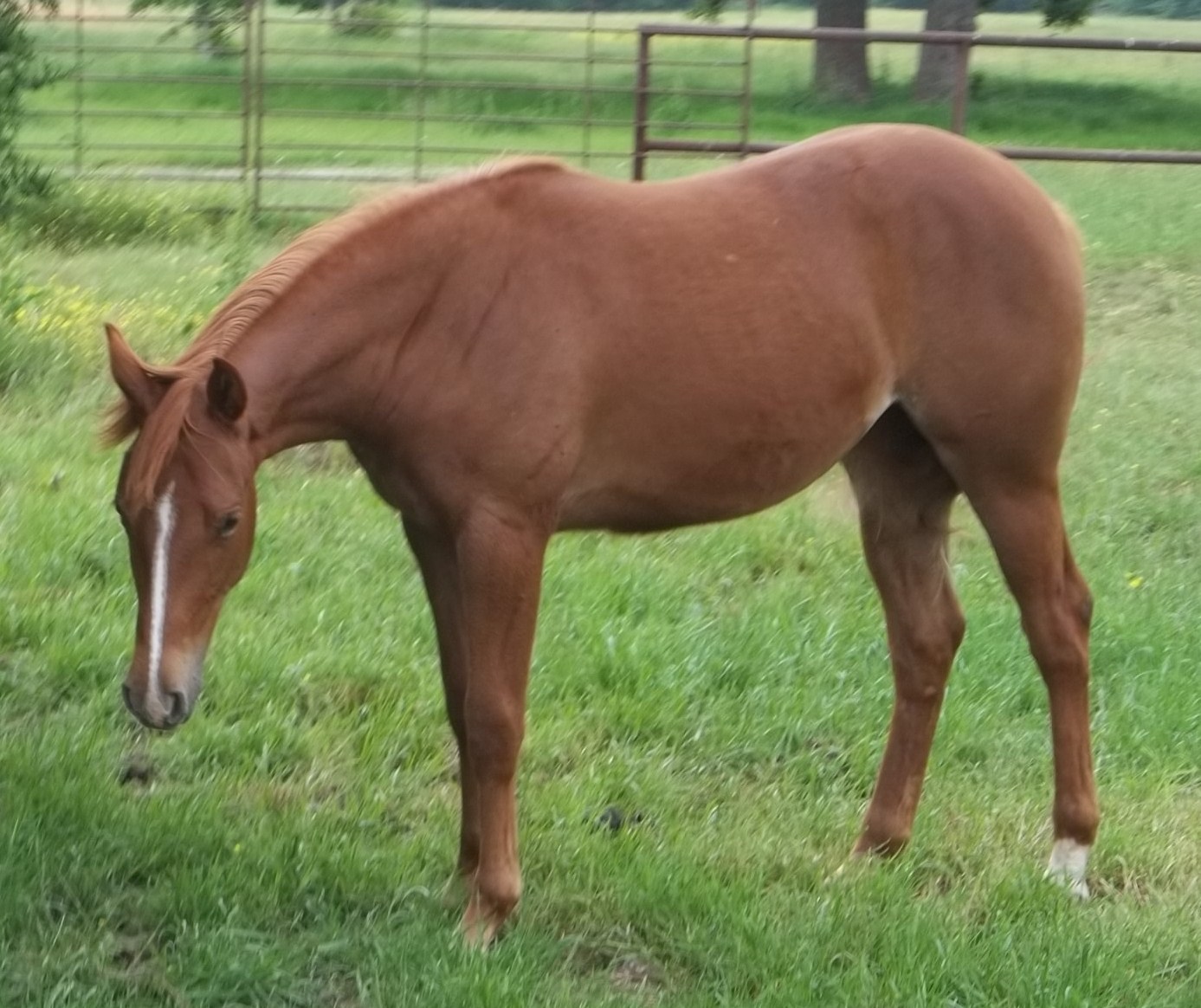 Denae Rogue's blog Cheap Real Horses for Sale