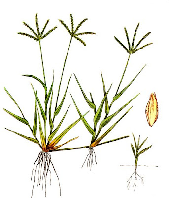 plantas nativas Gramilla Cynodon dactylon