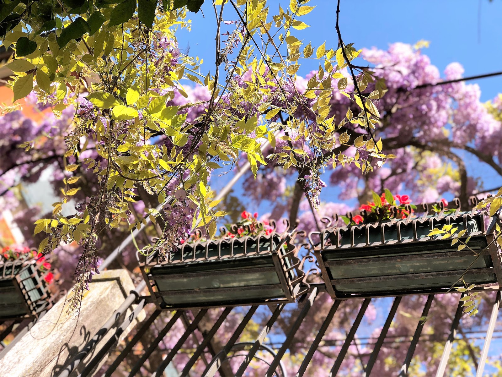 Сады венеции