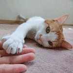 neko