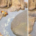 LOOK: Octopus jumps out of water to capture Giant Crab