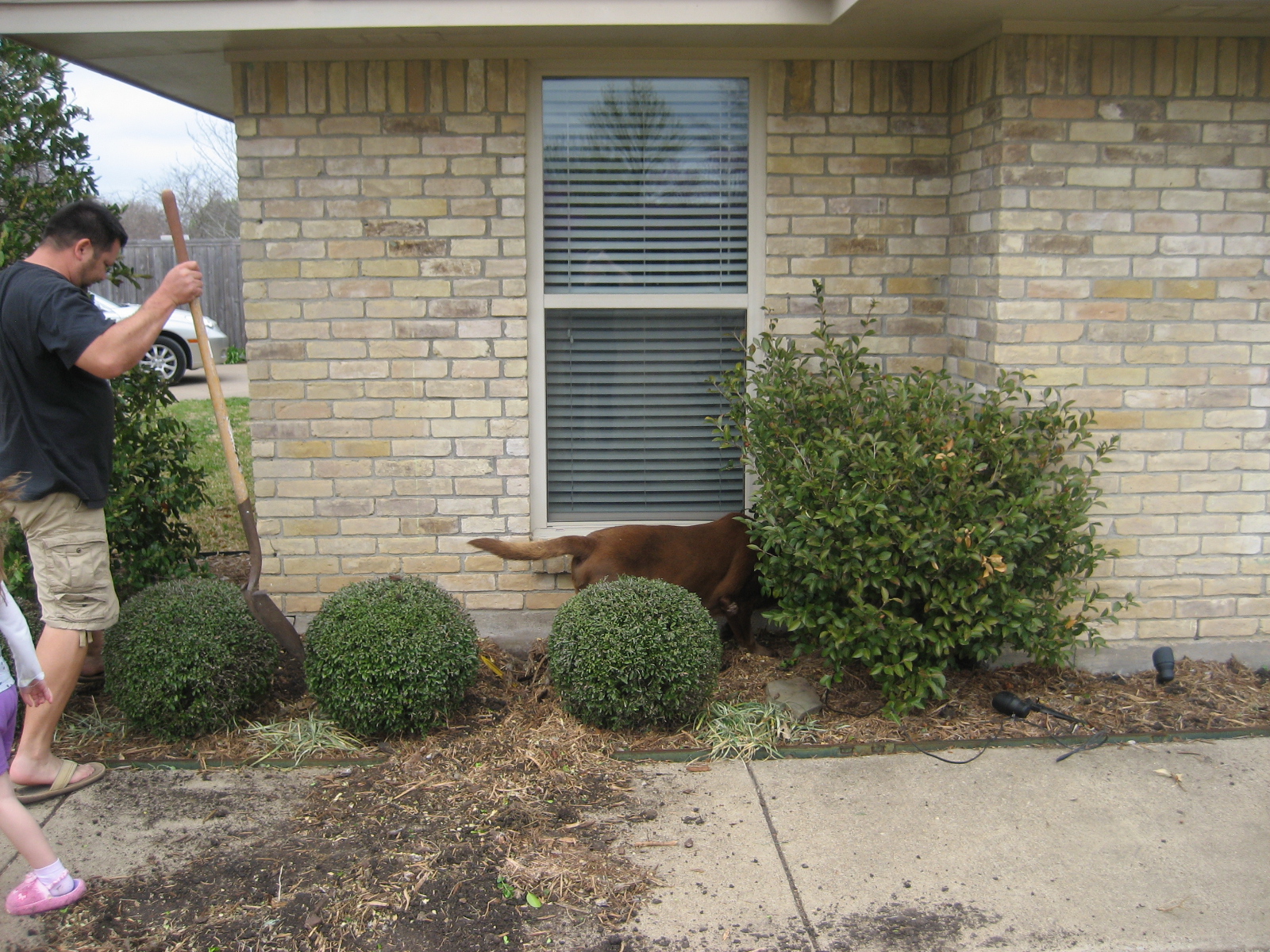Southern Fried Living Updating the Landscape Removing Old Shrubs