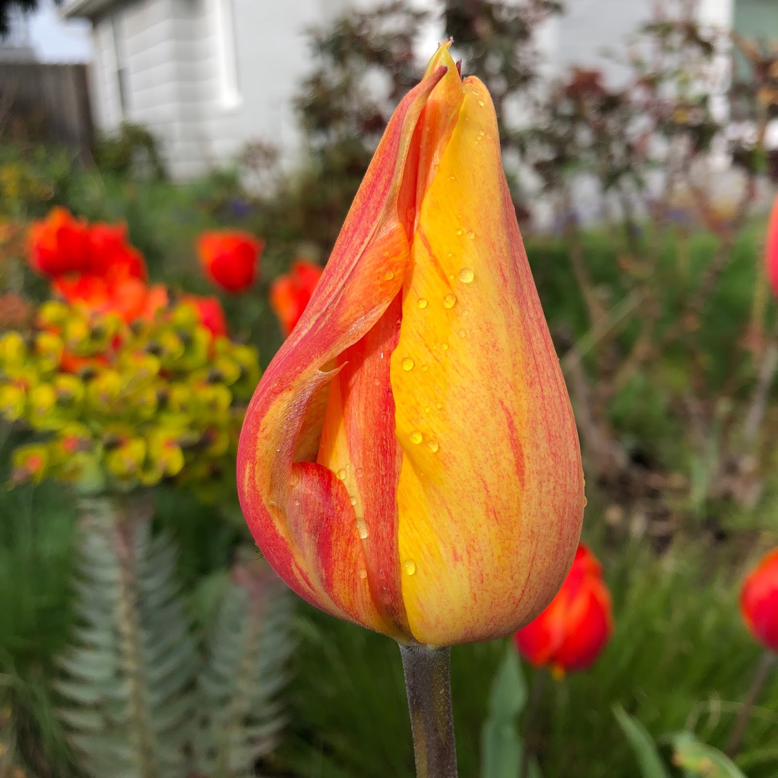 Lindaraxa Moonlight In The Garden
